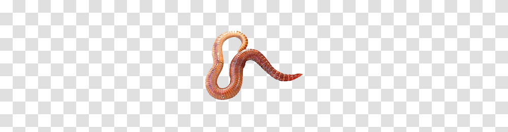 Worms Worms Images, Invertebrate, Animal, Axe, Tool Transparent Png