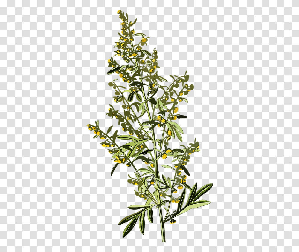 Wormwood, Acanthaceae, Flower, Plant, Blossom Transparent Png