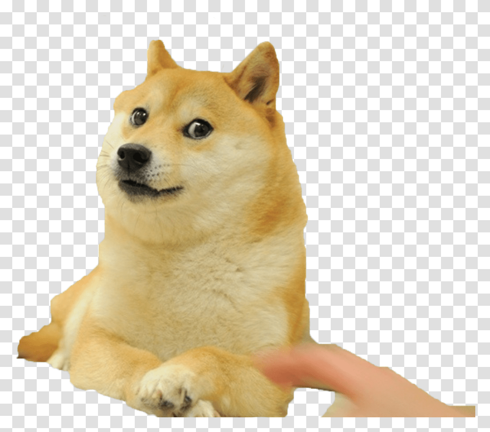Wow Such Doge Wow Such Doge Wow Such Doge Sticker Sticker Doge Meme, Pet, Canine, Animal, Mammal Transparent Png