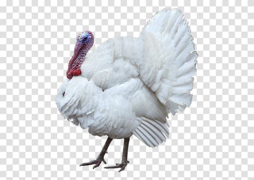 Wow White Turkey, Bird, Animal, Turkey Bird, Poultry Transparent Png