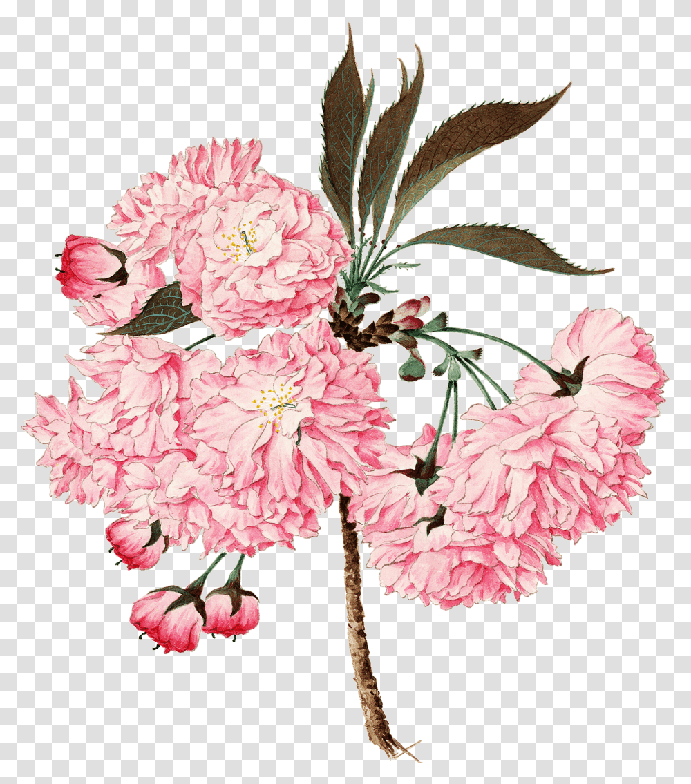 Wrapping Paper Transparent Png