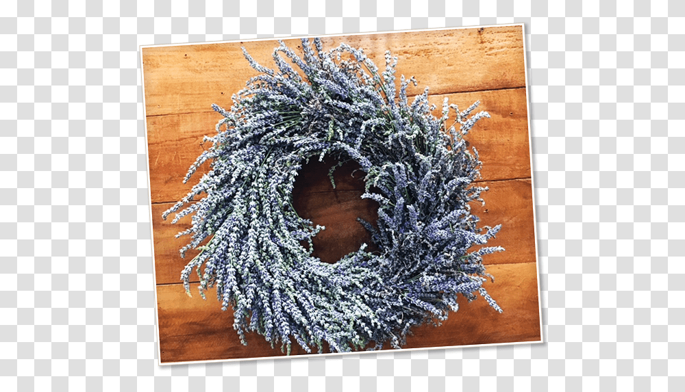 Wreath, Christmas Tree, Ornament, Plant, Ice Transparent Png