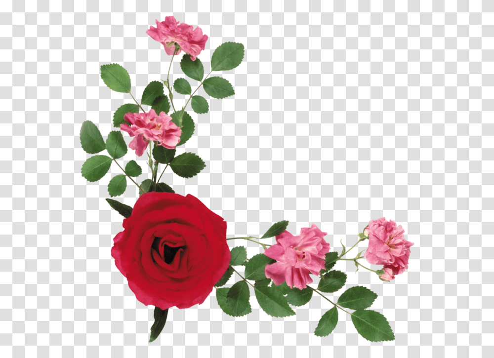Wreath Frame, Rose, Flower, Plant, Blossom Transparent Png