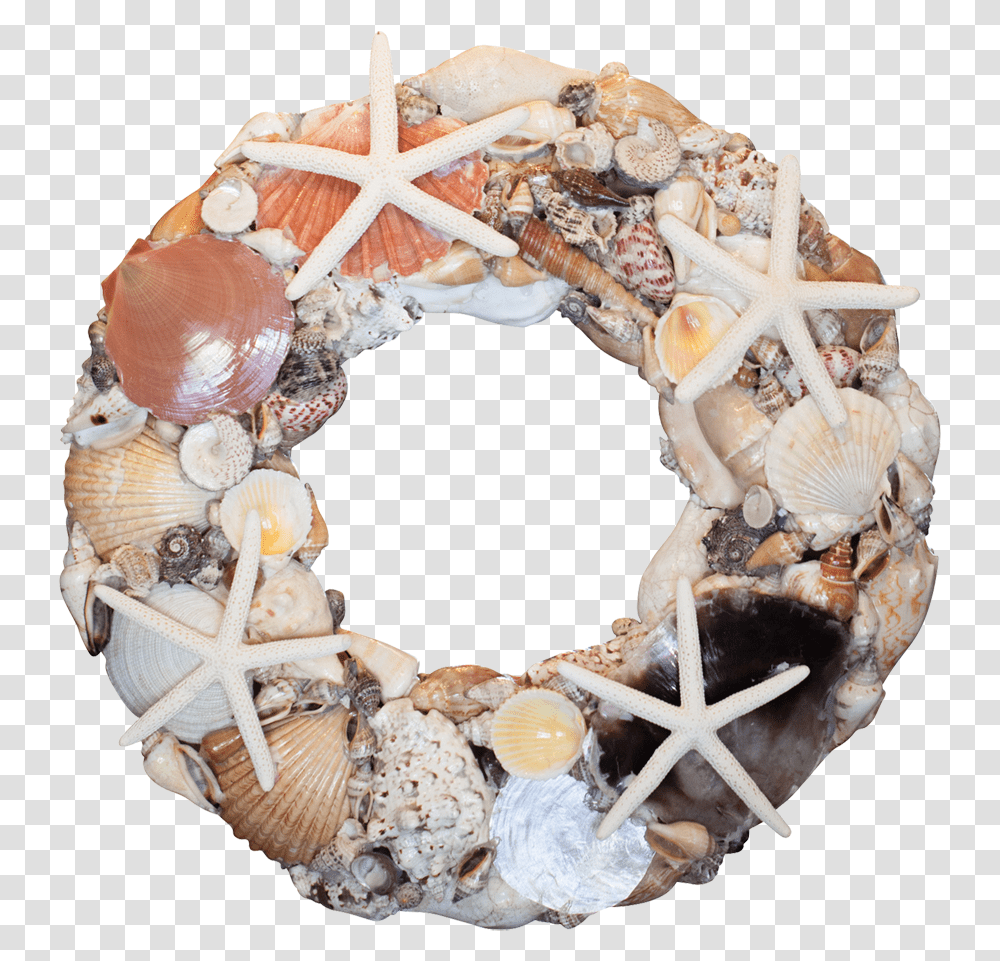 Wreath, Seashell, Invertebrate, Sea Life, Animal Transparent Png