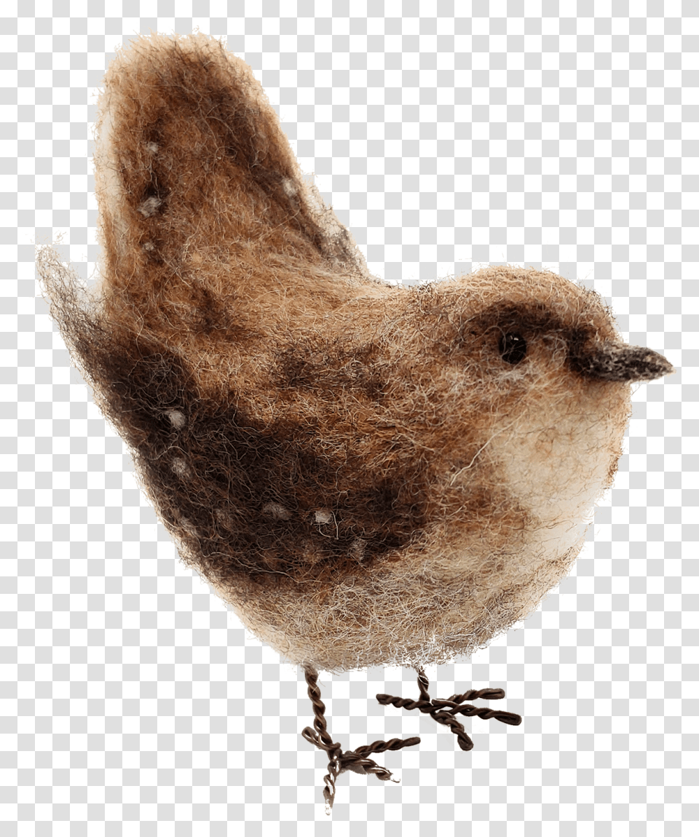 Wren, Bird, Animal, Beak, Fungus Transparent Png
