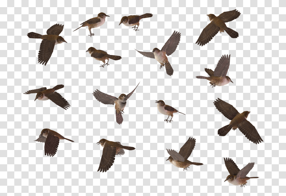 Wren Bird Top View, Flying, Animal, Flock, Antelope Transparent Png