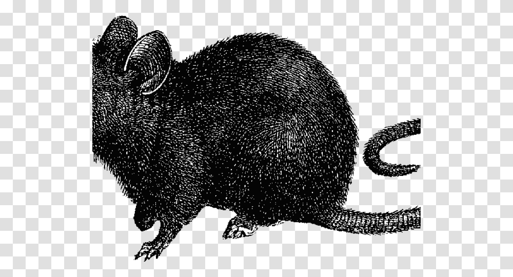 Wrestling Mat Clipart Black Death Rats, Animal, Mammal, Rodent, Wildlife Transparent Png