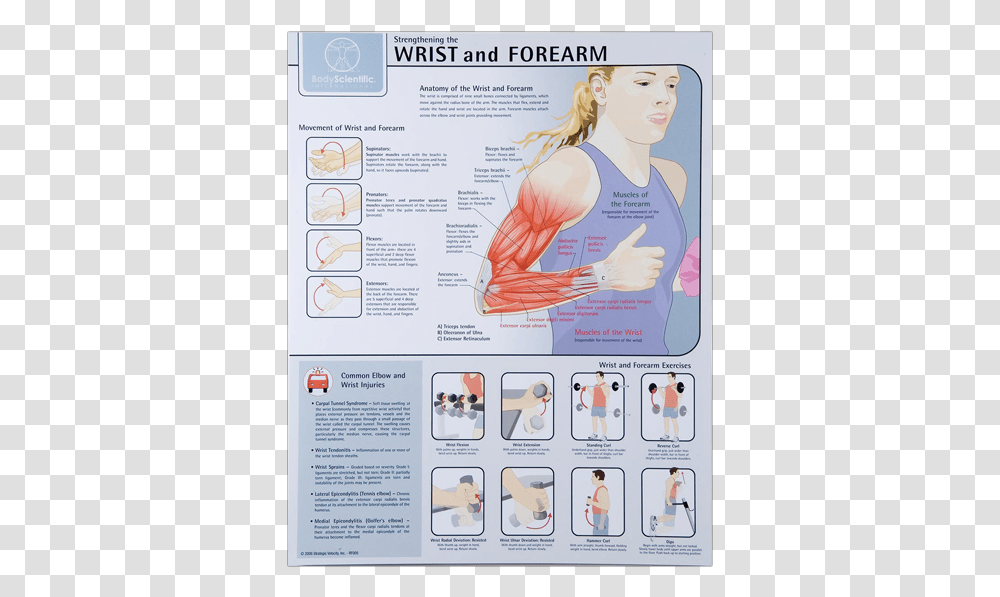 Wrist And Forearm Forearm Strengthening, Person, Human, Plot Transparent Png