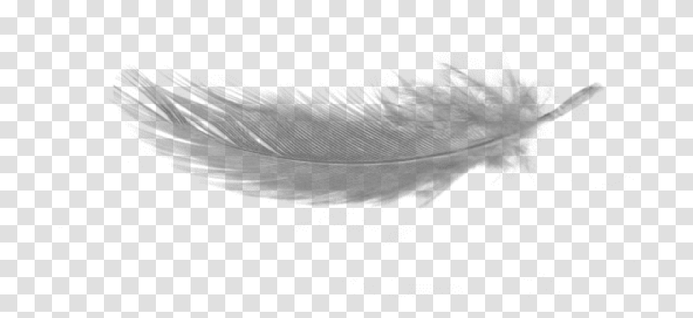 Writing Implement Background Feather, Nature, Outdoors, Silhouette Transparent Png