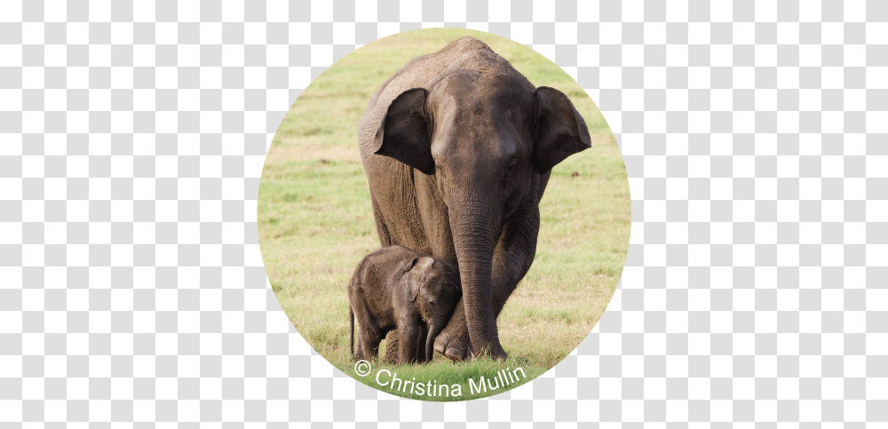 Wwf Hong Kong Asian Elephant, Wildlife, Mammal, Animal Transparent Png