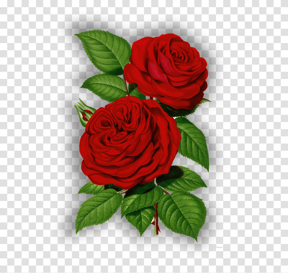 X 1020 Good Morning Share Chat, Rose, Flower, Plant, Blossom Transparent Png