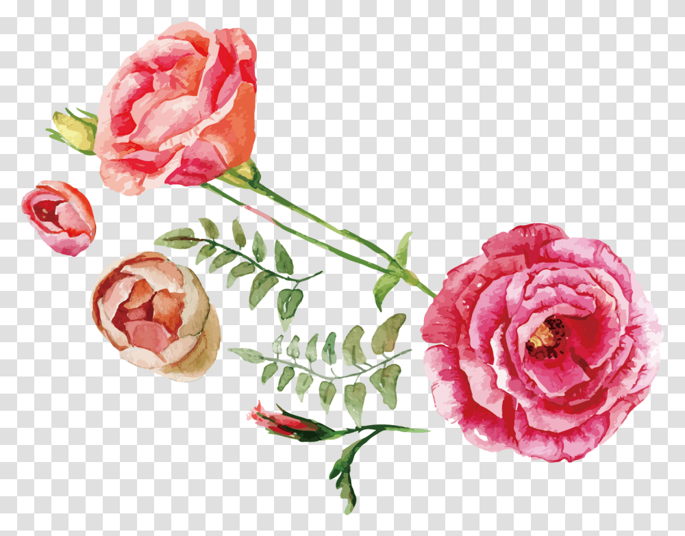 X 1062 5 Free Flower Watercolor, Rose, Plant, Blossom, Petal Transparent Png