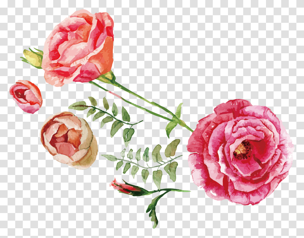 X 1062 Rose Flower Watercolor, Plant, Blossom, Petal, Floral Design Transparent Png