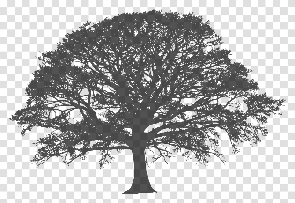 X 2336 White Tree Silhouette, Gray, World Of Warcraft Transparent Png