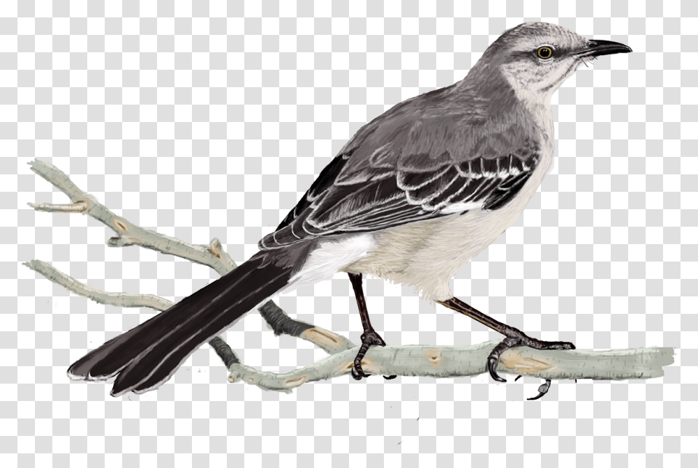 X 5 0 Mockingbird, Animal, Jay, Anthus, Finch Transparent Png