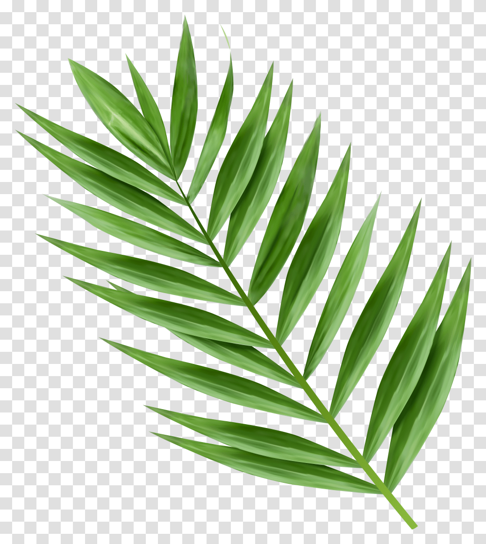 X 6000 14 Palm Tree Leaves Transparent Png