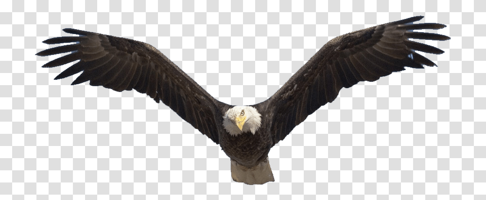 X 735 25 Soaring Eagle Clipart Full Size Bald Eagle Migration Birds, Animal, Flying, Beak, Kite Bird Transparent Png