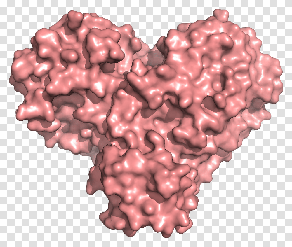 X Rays Size Up Protein Structure At The 'heart' Of Covid19 Heart Shaped Protein, Fungus, Nature, Outdoors, Plant Transparent Png