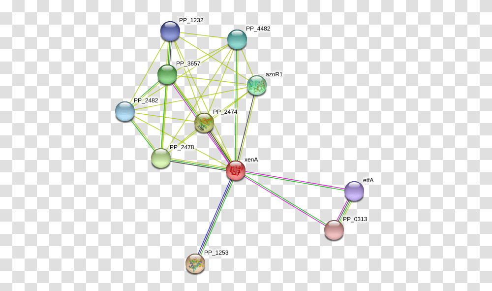 Xena Protein Circle, Network, Diagram Transparent Png