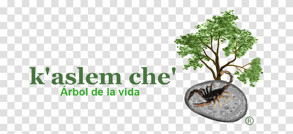 Ximenia Americana L Dibujo De Arbol, Plant, Tree, Vegetation Transparent Png