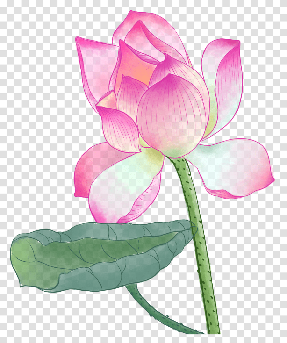 Xinlingfamen Hq Persatuan Penganut, Plant, Petal, Flower, Rose Transparent Png