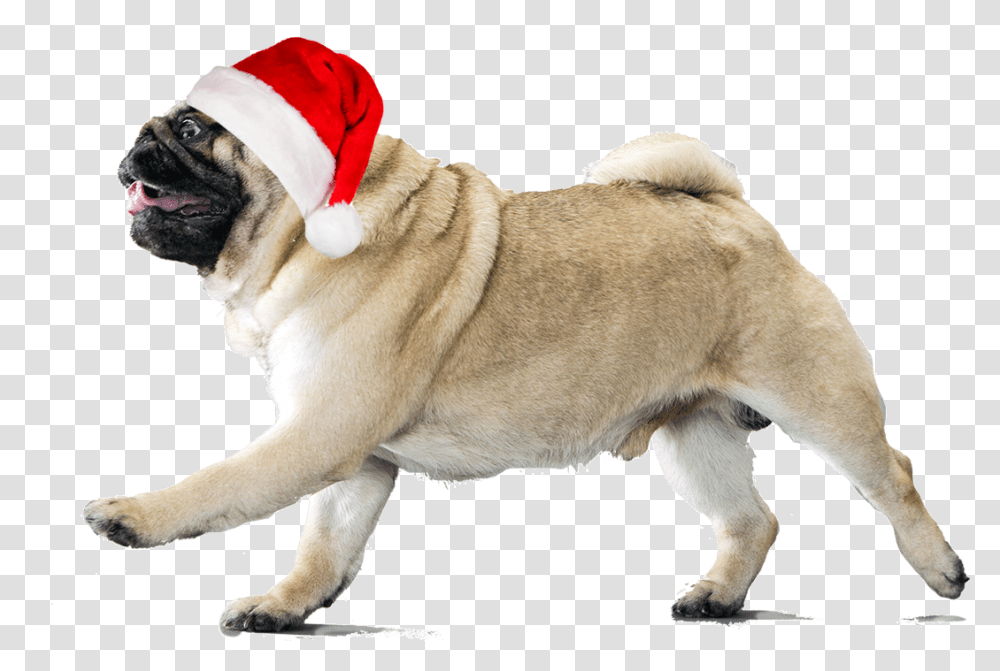 Xmas Is Comming Soooon Put This Pug Pugs With Background, Dog, Pet, Canine, Animal Transparent Png