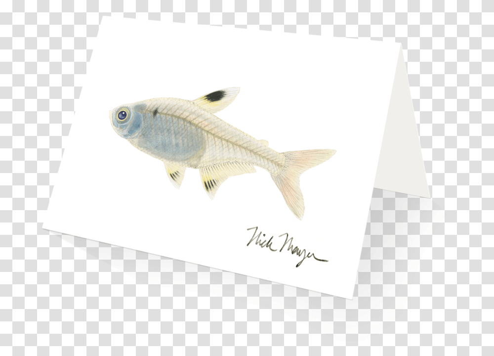 Xray Fish Clipart Picture Royalty Free Stock Picture Green Bass, Animal, Carp Transparent Png