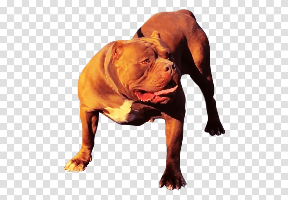 Xxl Pitbull Kennels Dog Yawns, Canine, Mammal, Animal, Bulldog Transparent Png