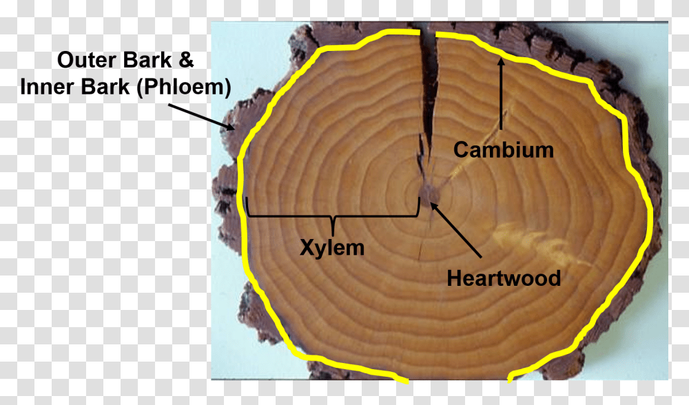 Xylem And Phloem In Tree Rings, Wood, Lumber, Plant, Plywood Transparent Png