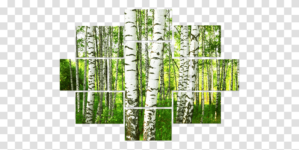 Xylitol - Caramelos Cracx Xylitol Tree, Plant, Gate, Bamboo, Birch Transparent Png
