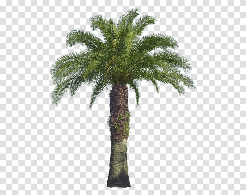 Oil Palm Tree, Plant, Arecaceae, Annonaceae Transparent Png