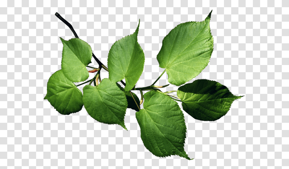 Yabloko Na Vetke, Leaf, Plant, Veins Transparent Png