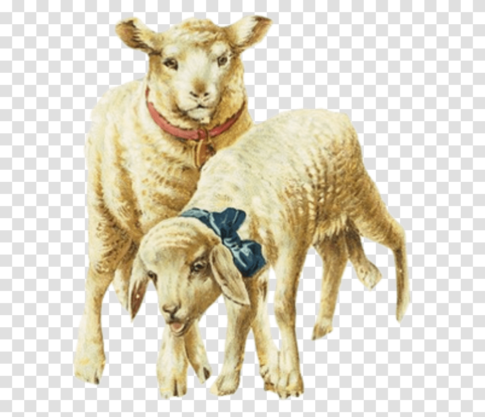 Yagnyata, Animal, Mammal, Sheep, Dog Transparent Png