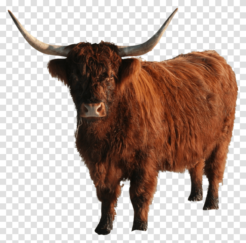 Yak Bull, Cow, Cattle, Mammal, Animal Transparent Png