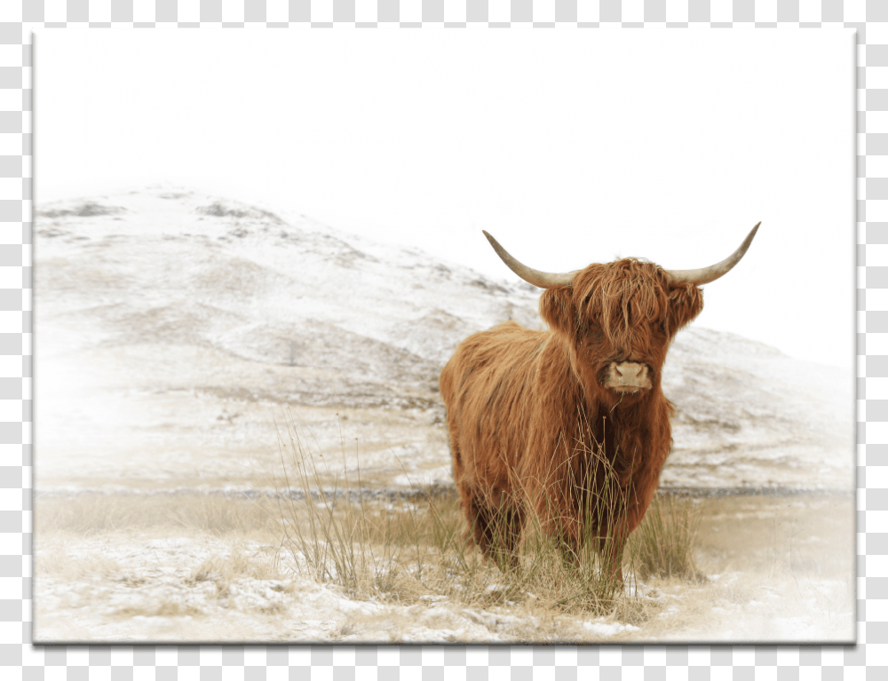 Yak Highland Baby Cow Canvas, Cattle, Mammal, Animal, Bull Transparent Png