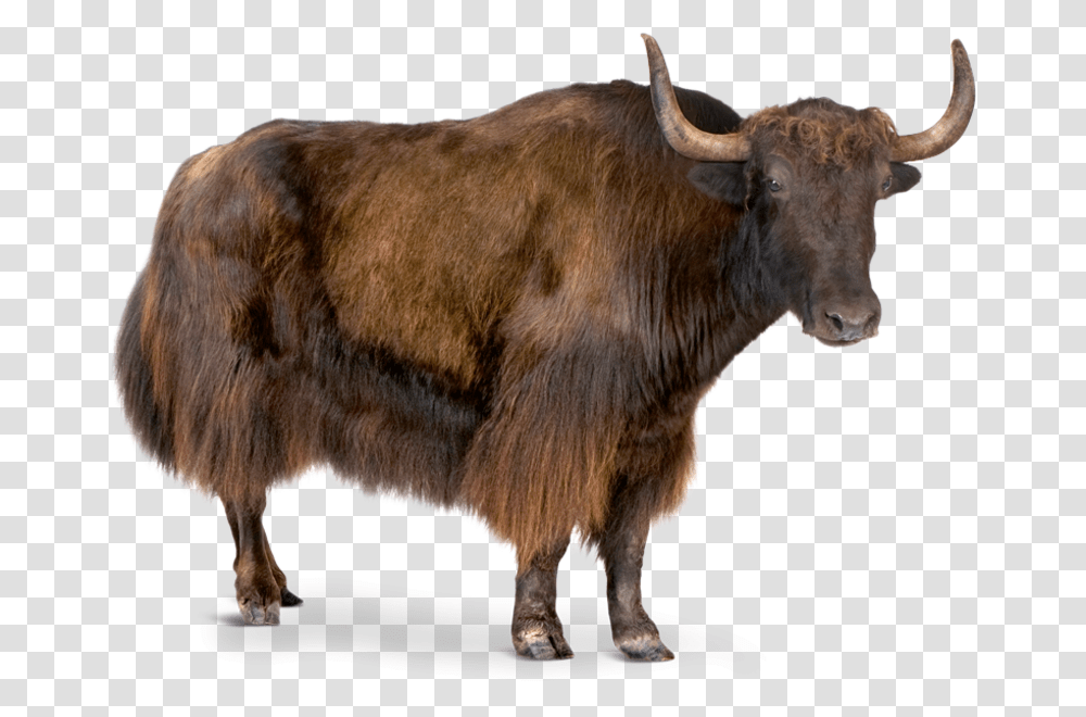 Yak White Background, Cow, Cattle, Mammal, Animal Transparent Png