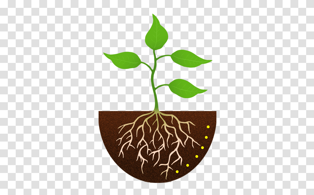 Yam Clip Art Man, Plant, Root, Rug, Cross Transparent Png