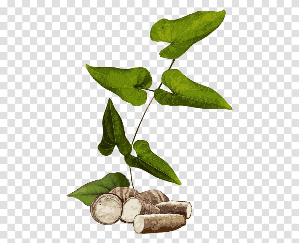 Yam Plant, Leaf, Food, Flower, Vegetable Transparent Png