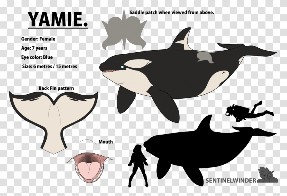 Yamie The Nomming Orca Yamie Orca, Animal, Mammal, Sea Life, Silhouette Transparent Png