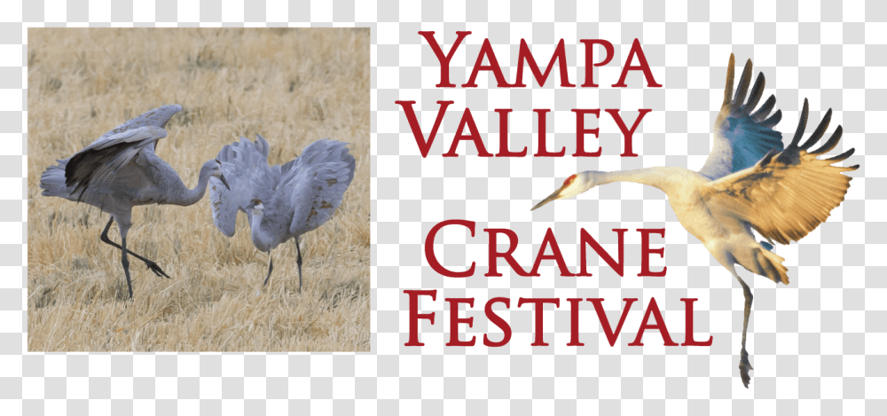 Yampa Valley Crane Festival Sandhill Crane, Bird, Animal, Crane Bird, Antelope Transparent Png