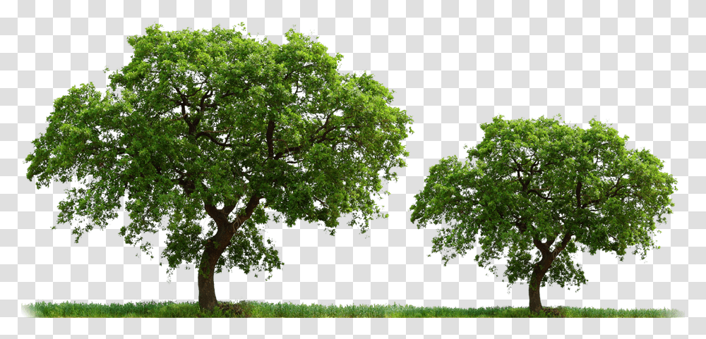 Yang Wood Imagen De Arboles En, Tree, Plant, Oak, Yard Transparent Png