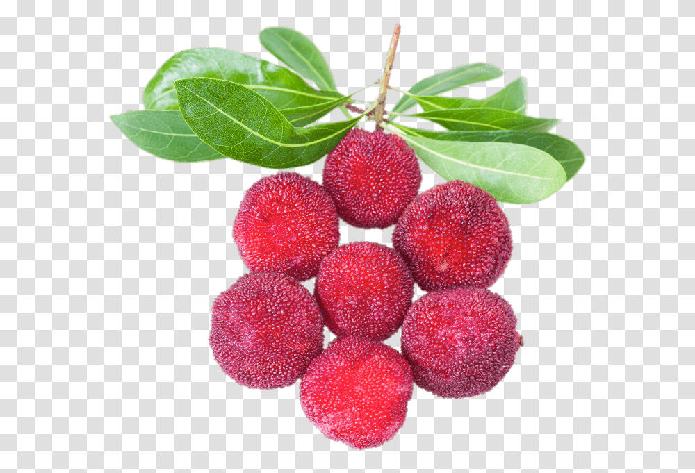 Yangmei Stickpng Yumberry, Plant, Fruit, Food, Raspberry Transparent Png