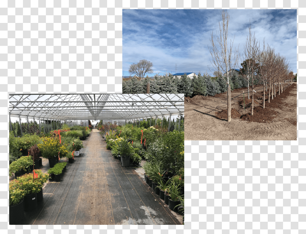 Yard, Outdoors, Garden, Greenhouse, Arbour Transparent Png