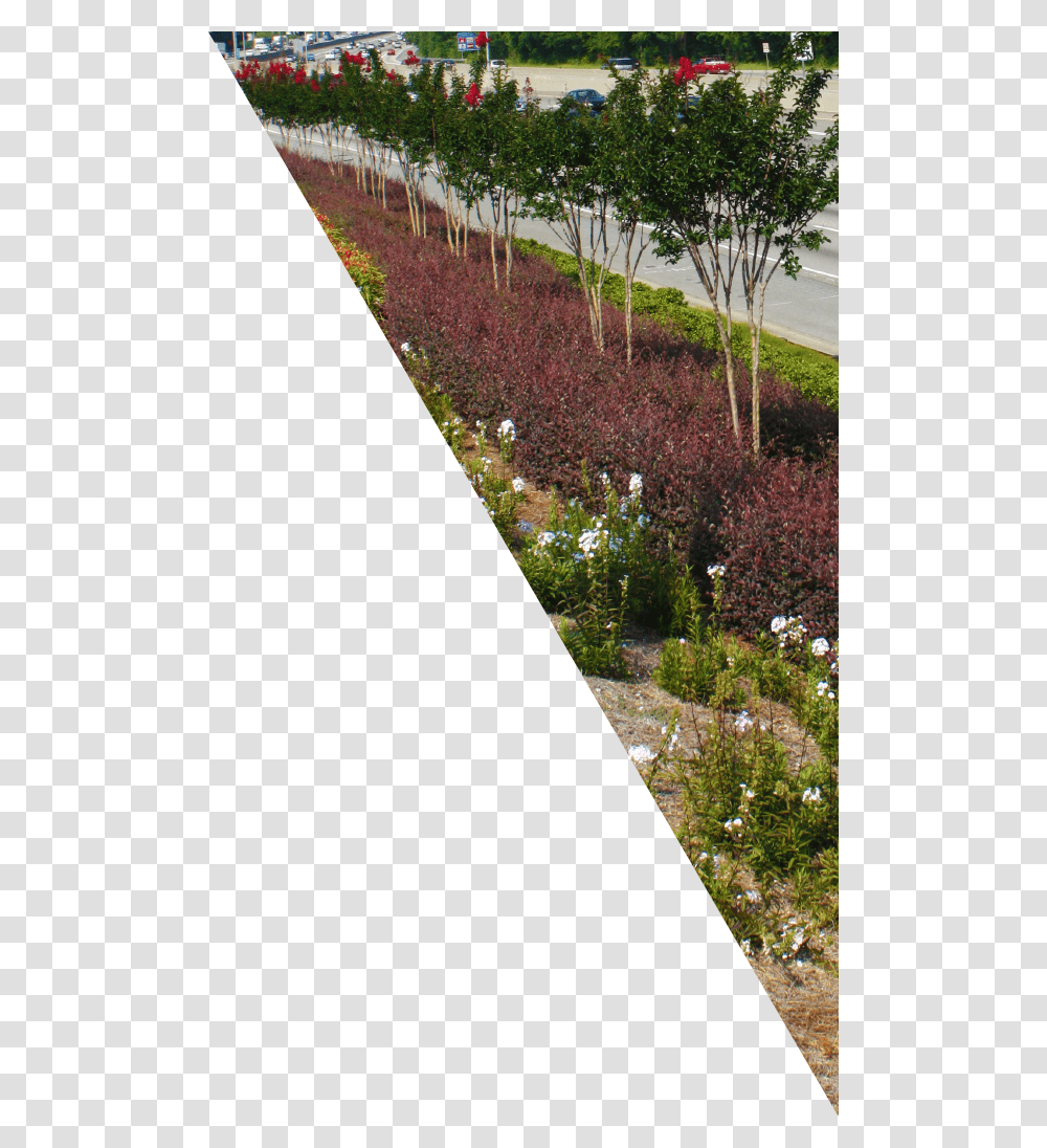 Yard, Outdoors, Garden, Plant, Slope Transparent Png