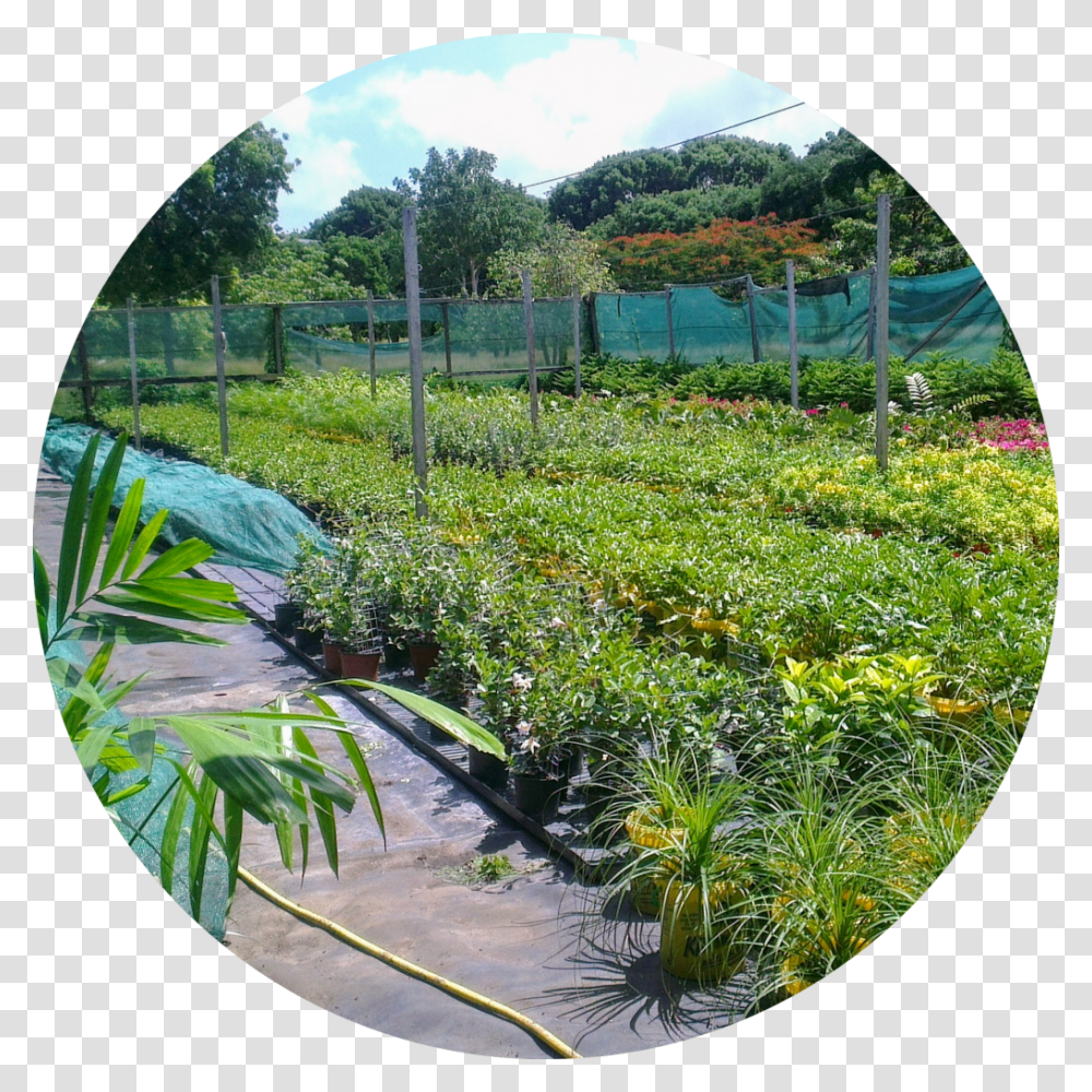Yard, Outdoors, Plant, Fisheye, Garden Transparent Png