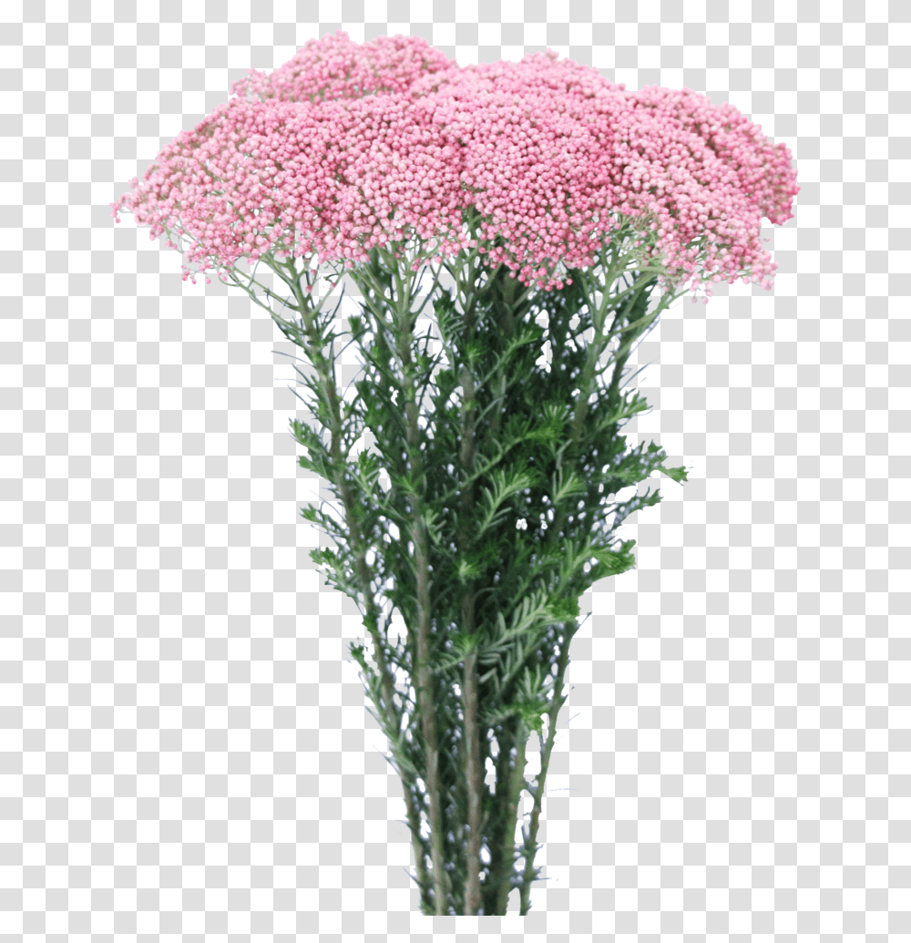 Yarrow, Plant, Flower, Blossom, Apiaceae Transparent Png