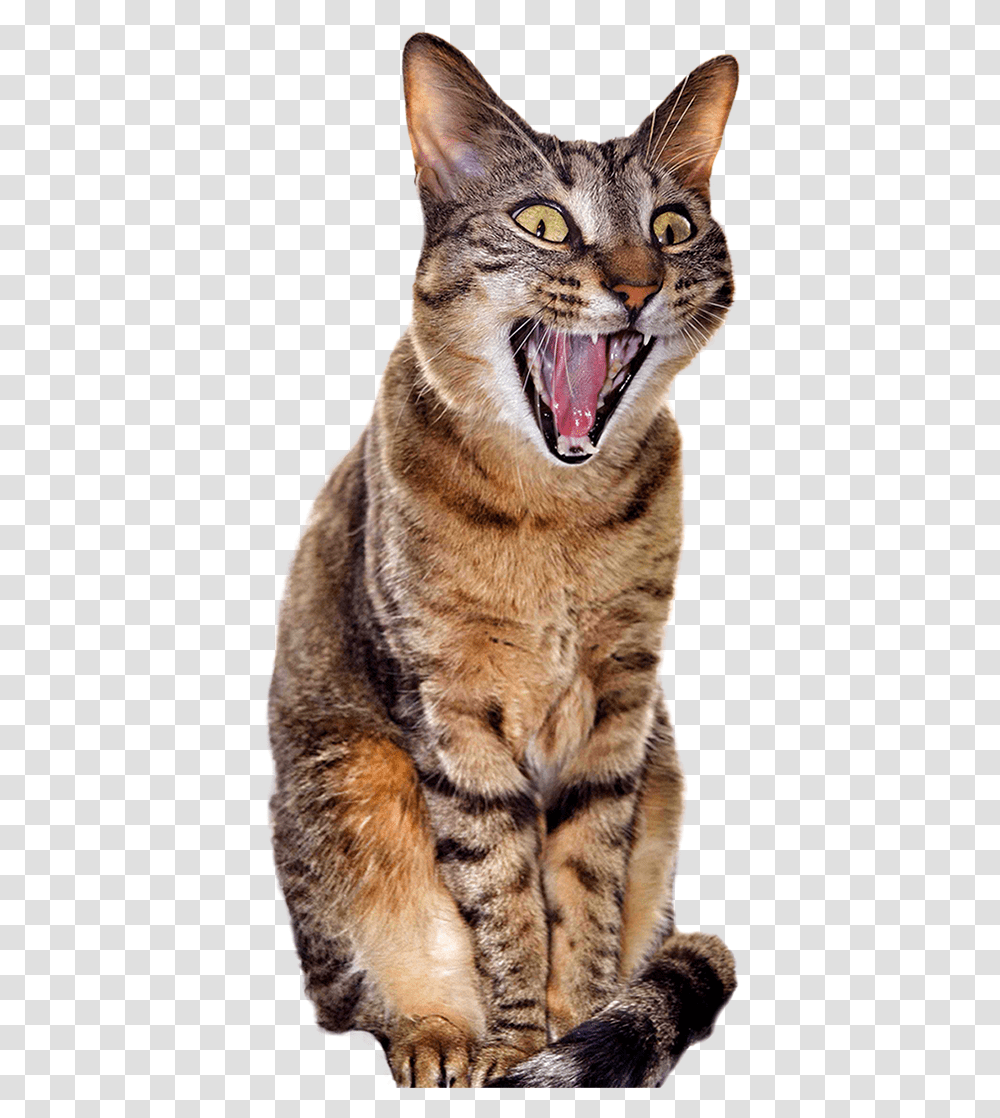 Yawning Cat Background, Pet, Mammal, Animal, Cougar Transparent Png