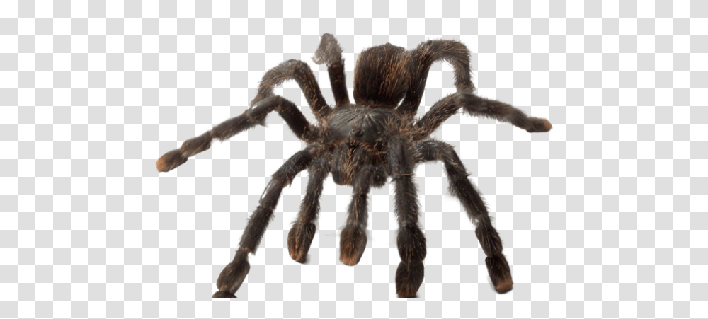 Ye Olde Arachnarium Spine Tingling Spider Science, Invertebrate, Animal, Arachnid, Tarantula Transparent Png
