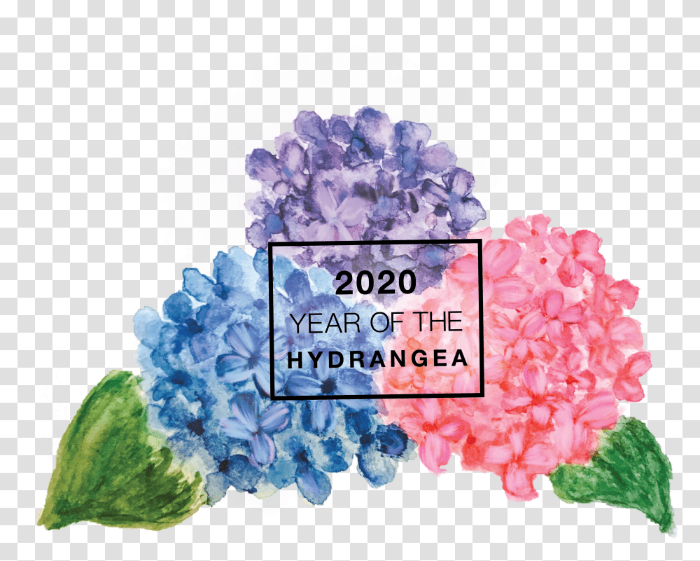 Year Of The Hydrangea National Garden Bureau Hydrangea Flowers Purple, Graphics, Art, Paper, Pinata Transparent Png