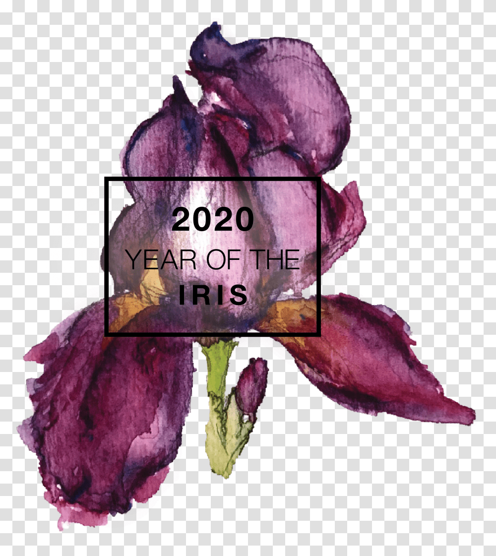 Year Of The Iris Rose, Petal, Flower, Plant, Orchid Transparent Png